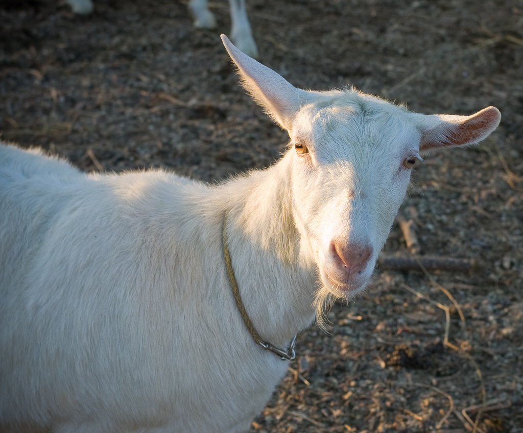 goat