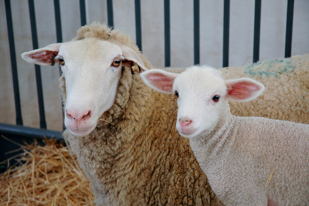 sheep